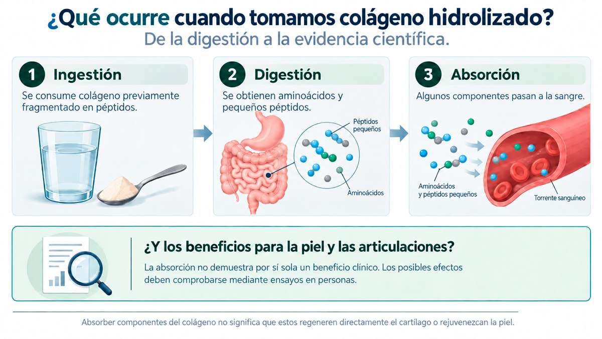 Infografía sobre la digestión y absorción del colágeno hidrolizado y la diferencia entre absorción y eficacia clínica